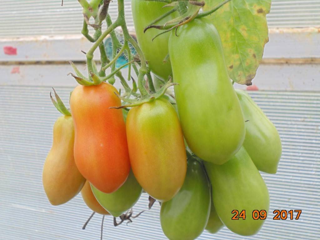 Сорт помидор ниагара описание отзывы | мой сад и огород