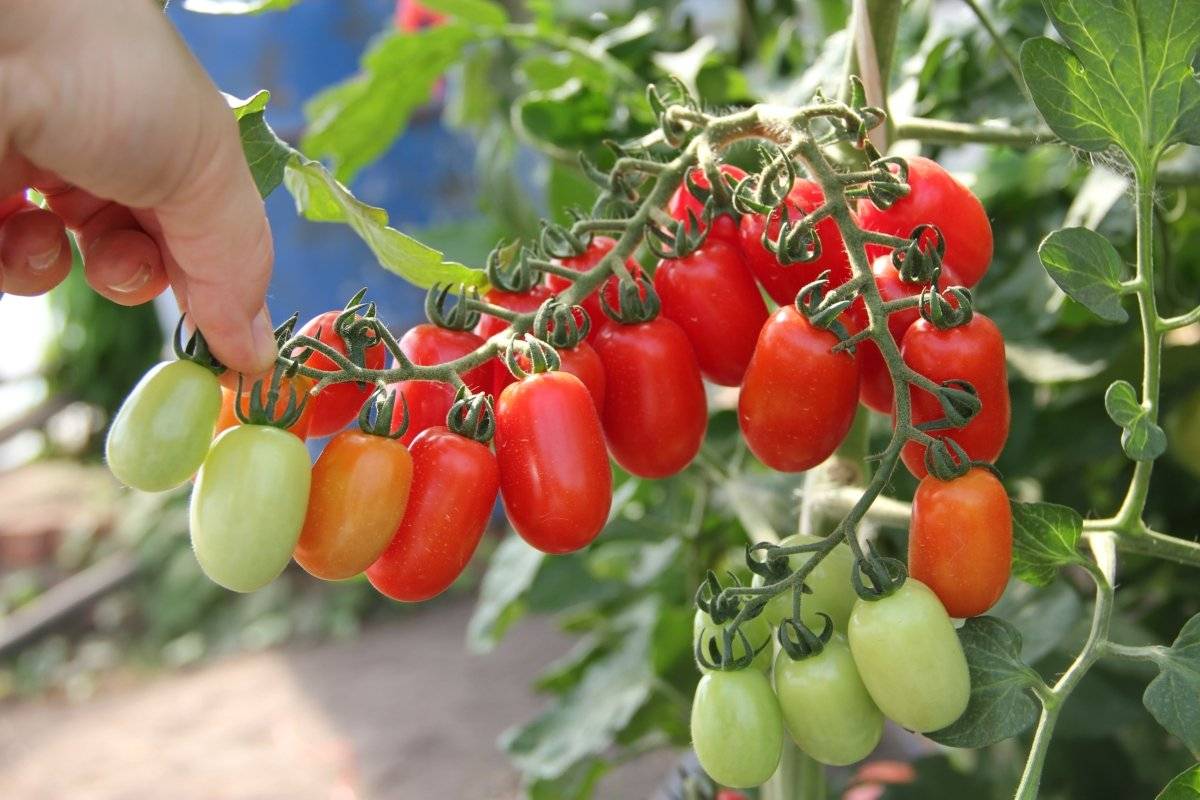 Ниагара - шикарный сорт помидоров для консервирования