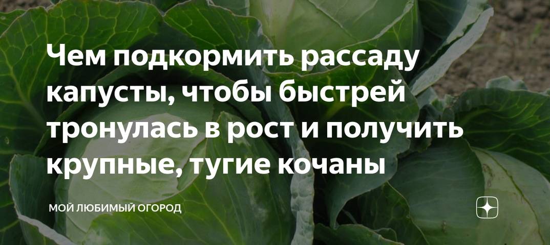 Чем подкормить капусту после всходов. Чем подкормить рассаду капусты. Удобрить рассаду капусты. Подкармливаем капусту. Подкормка капусты в июне в открытом грунте.