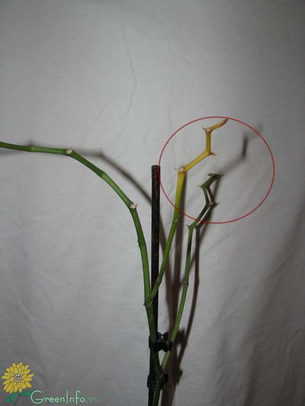 Желтеет цветонос у орхидеи: почему это происходит, что нужно делать, чтобы помочь растению, а также меры профилактики selo.guru — интернет портал о сельском хозяйстве