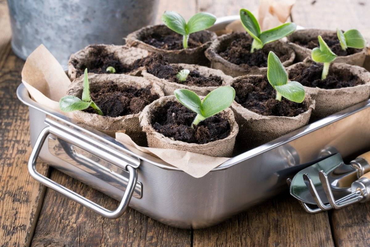 Посадка тыквы в открытый грунт: правила выращивания и ухода
