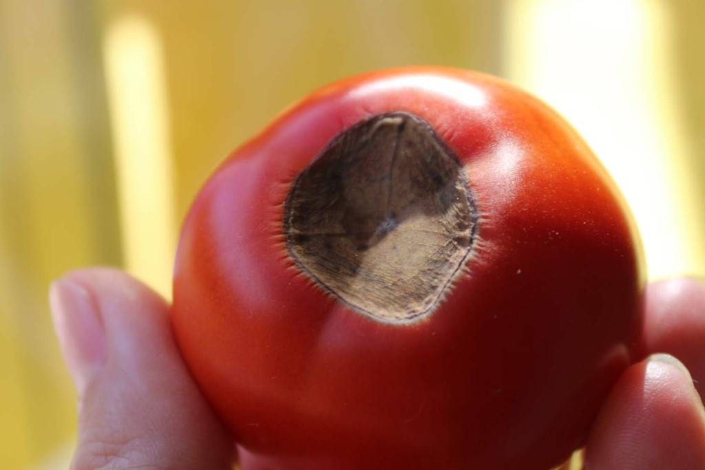 Вершинная гниль на помидорах: лечение народными средствами и препаратами | народные знания от кравченко анатолия