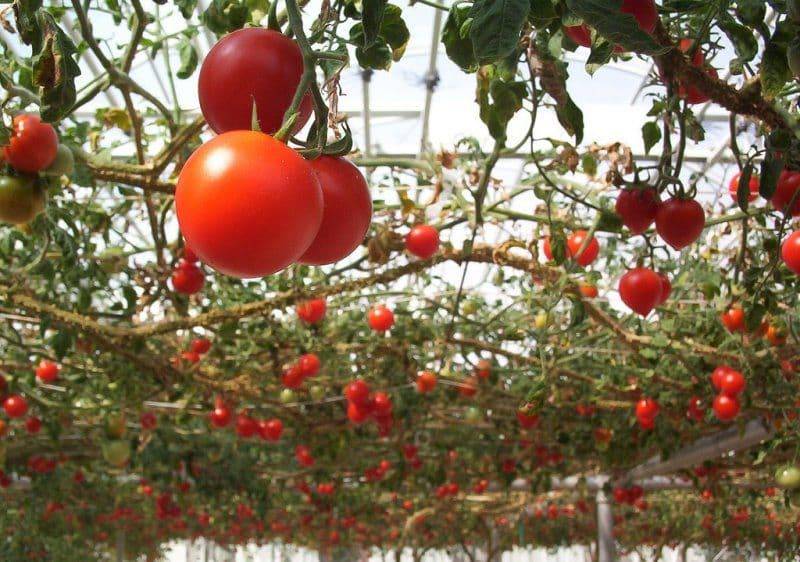 Как вырастить томатное дерево в домашних условиях: осьминог, цифомандра и другие сорта, отзывы, фото и видео