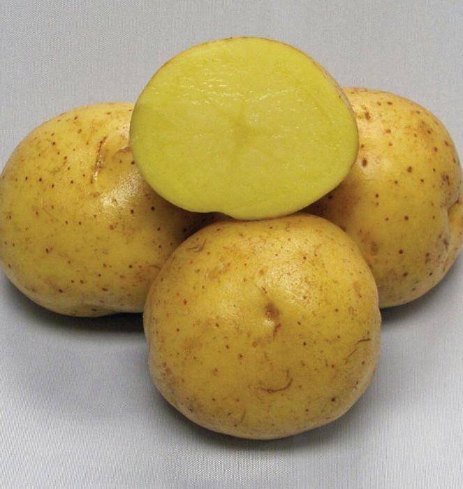 Картофель коломбо: описание сорта, его характеристика и фото русский фермер