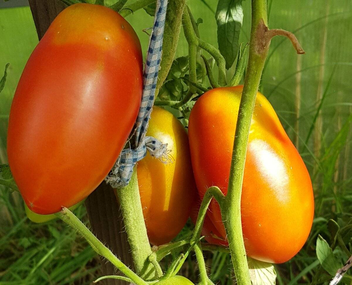 Семена томатов самые урожайные сорта на 2018 год фото, описание