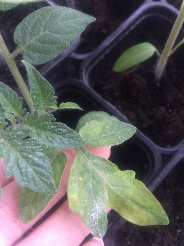 Что делать, если на помидорах белые пятна на листьях: основные причины