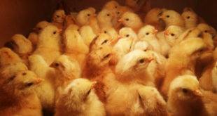 Выращивание цыплят бройлеров
