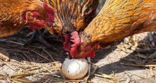 Курица ест яйца