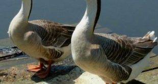 Фото кубанских гусей