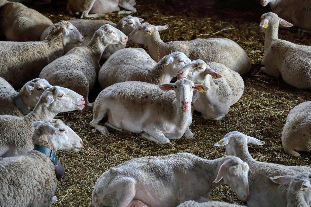 овцы в сарае
