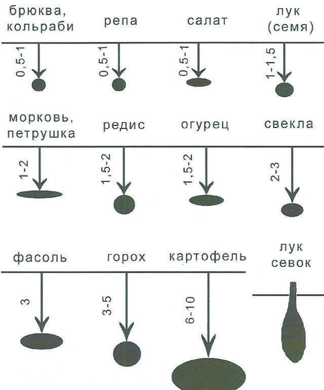 Выращивание кабачков в открытом грунте: сроки, посадка, уход, сбор урожая