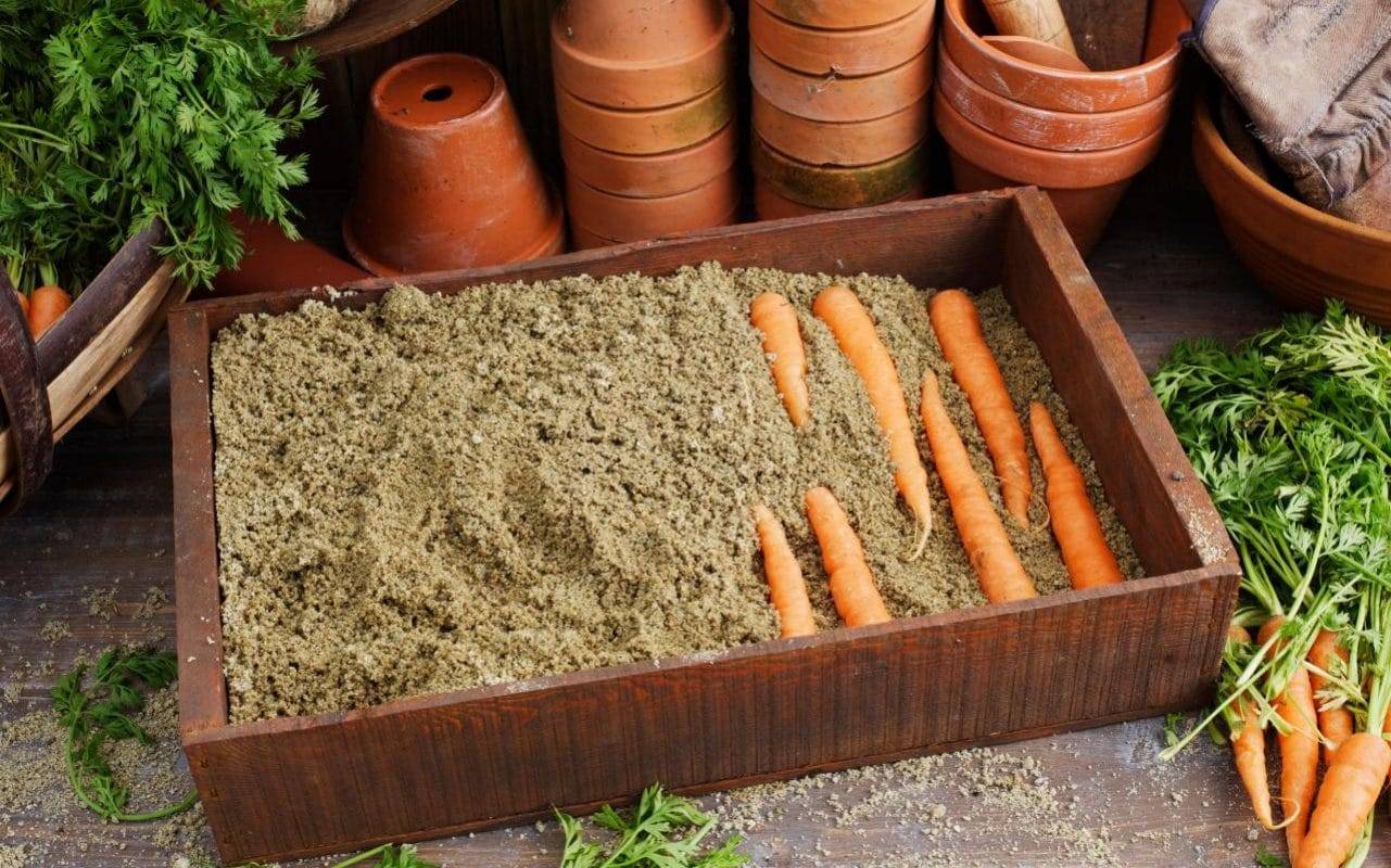 Возможно ли и как сохранить морковь на грядке до весны: пошаговый алгоритм, советы по выбору подходящего сорта