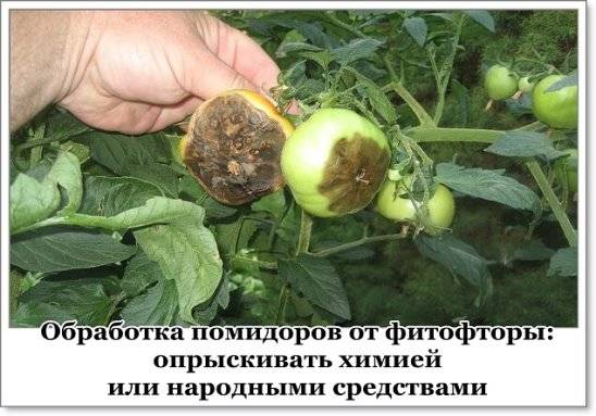 Инструкция по применению хома для обработки помидоров: нюансы для открытого грунта и теплицы, меры предосторожности