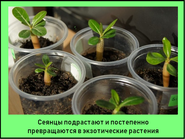 Выращивание адениума из семян в домашних условиях, адениум из семян