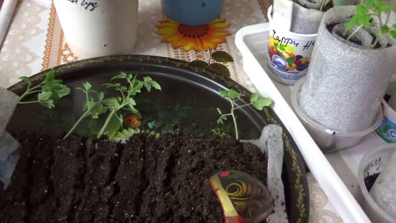 Посадка томатов в улитку на рассаду: видео, выращивание