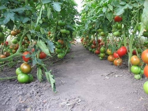 Томат президент (f1): описание гибрида помидоров, фото и отзывы о его урожайности и сложностях выращивания