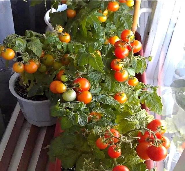 Выращивание помидоров на балконе: как и какие сорта балконных томатов можно сажать и выращивать в домашних условиях