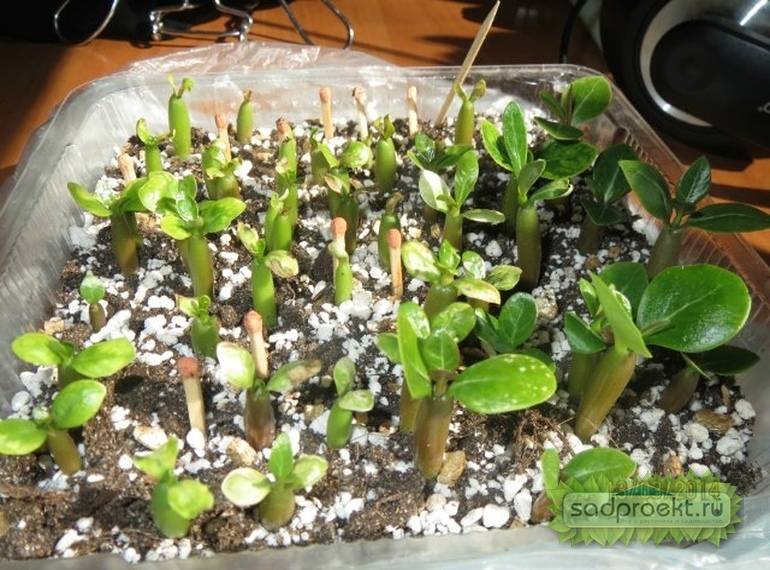 Адениум: выращивание из семян, уход, формирование каудекса в домашних условиях