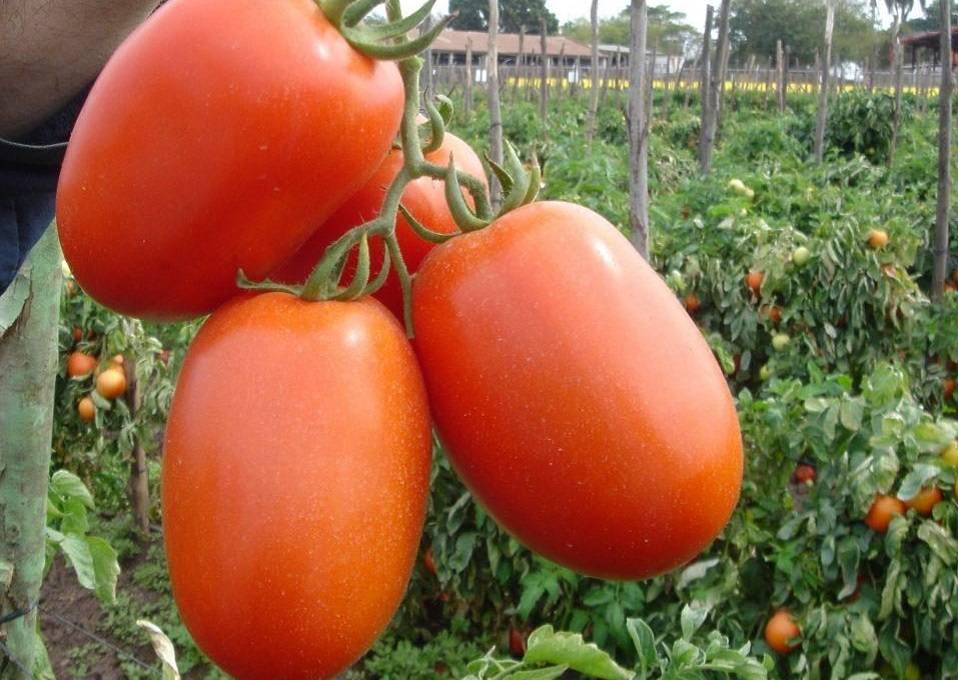 Томат новичок (розовый): описание сорта, фото плодов, отзывы фермеров об урожайности и выращивании помидоров