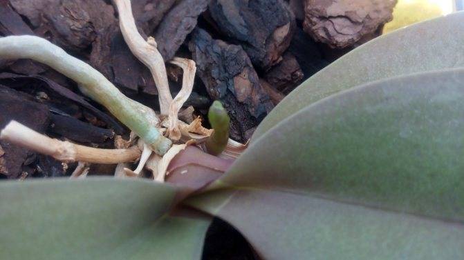 Можно ли спасти орхидею, если ее корни высохли и листья желтеют и как это сделать?