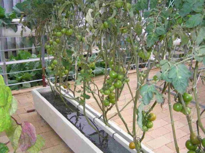 О гидропонике своими руками для огурцов и томатов: выращивание в домашних условиях