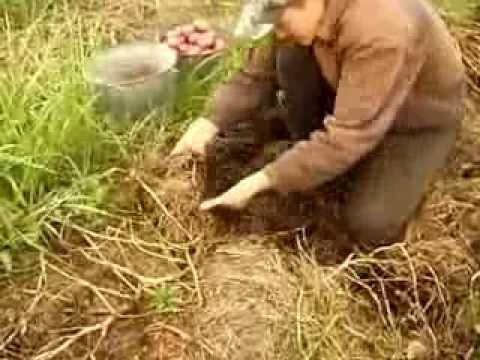 Посадка картофеля по методу галины кизима
