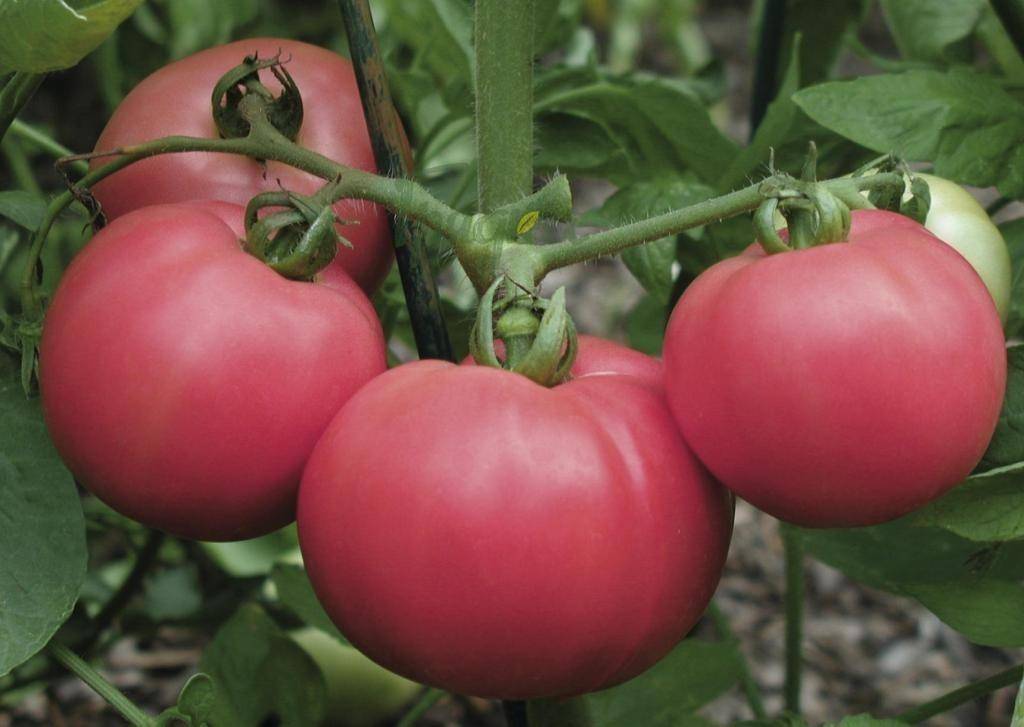 Новые и лучшие сорта томатов на 2018 год, для открытого грунта и теплиц подмосковья, сибири и урала