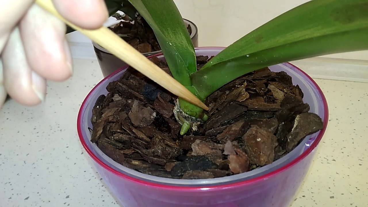 Какие должны быть здоровые корни у орхидеи: фото и внешние признаки
