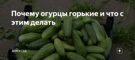 Почему огурцы горькие в теплице, причина, что делать фото видео