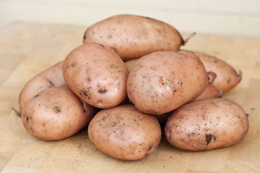 Урожайные сорта картофеля - пять самых популярных