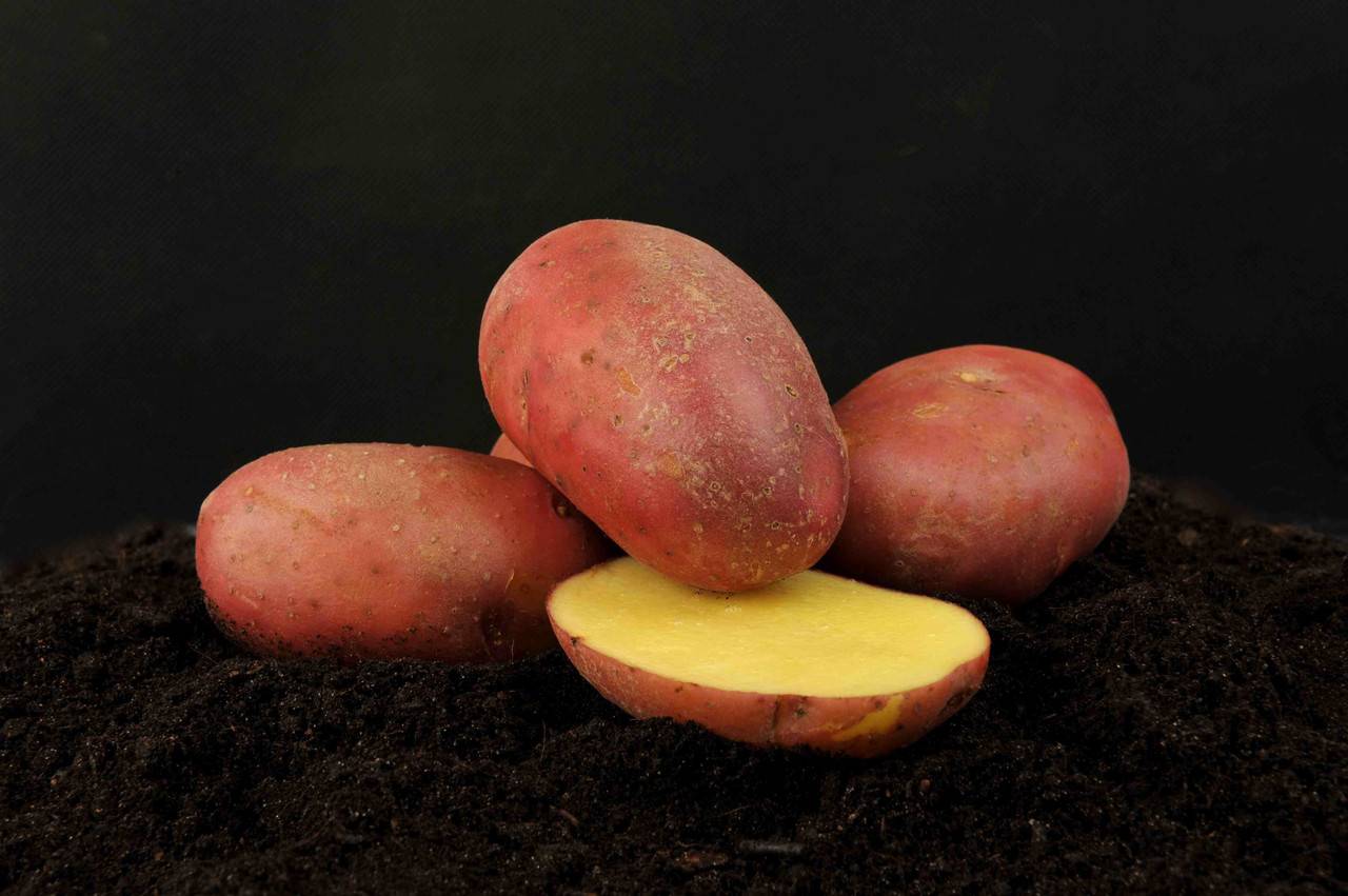 Лучшие сорта картофеля самые вкусные и урожайные: описание, характеристика, фото