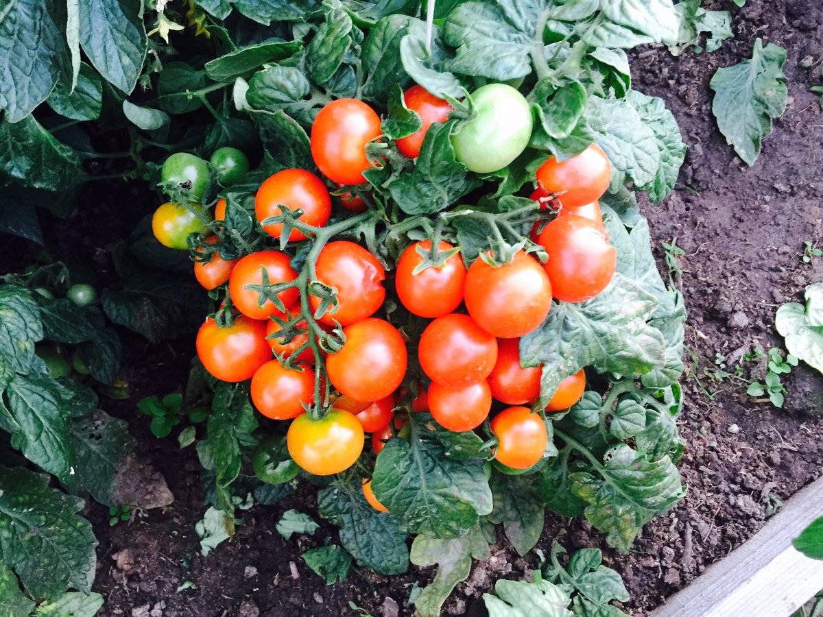 Томат непас 7 непасынкующийся гигантский: описание сорта, особенности выращивания, отзывы о помидоре