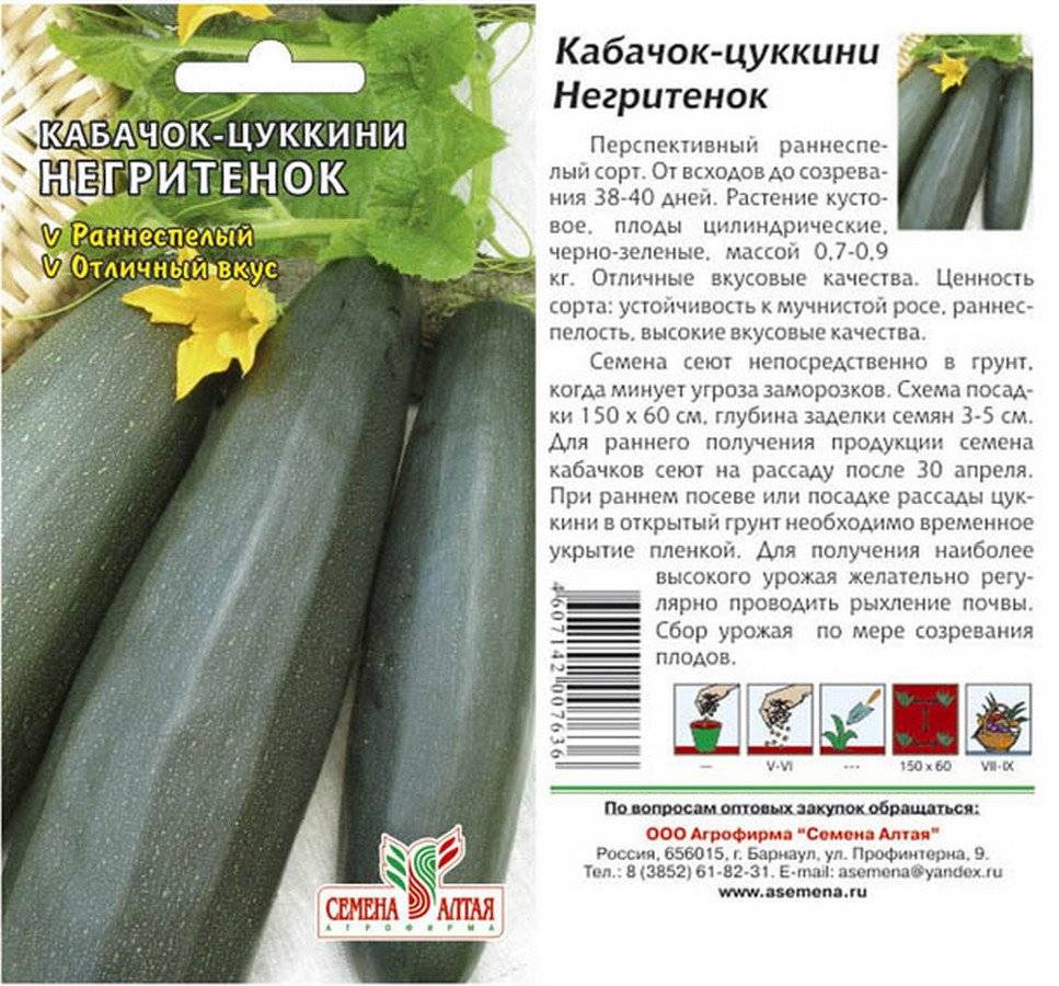 Цукини и кабачок: в чём разница между овощами