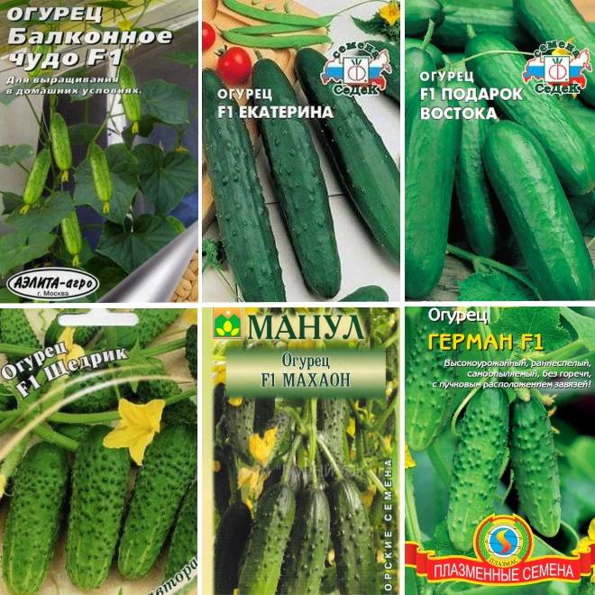 Огурцы Балконное Чудо Купить Семена