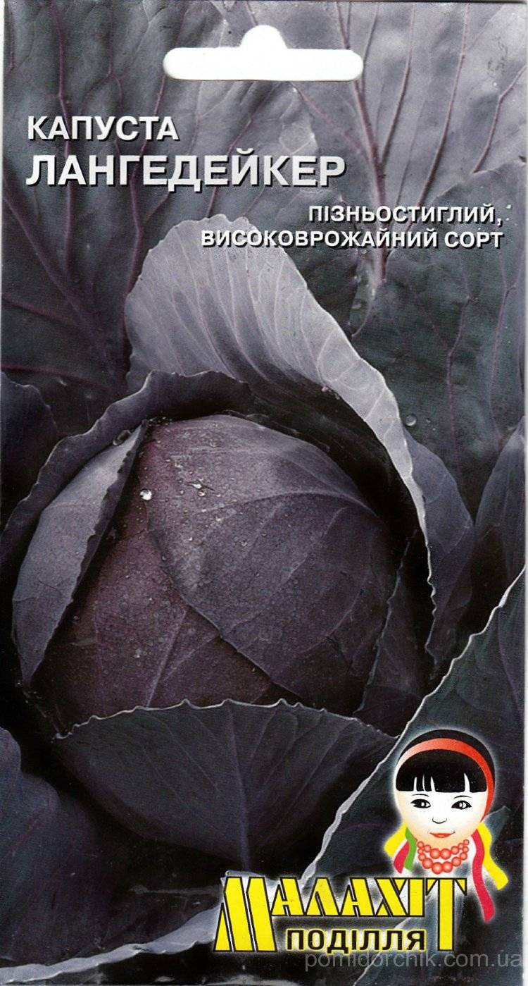 Капуста Лангедейкер поздняя