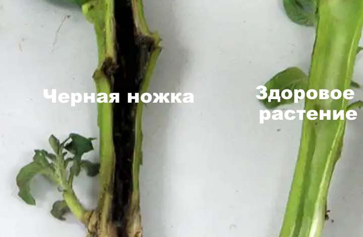 15 распространенных болезней капусты и эффективные методы лечения