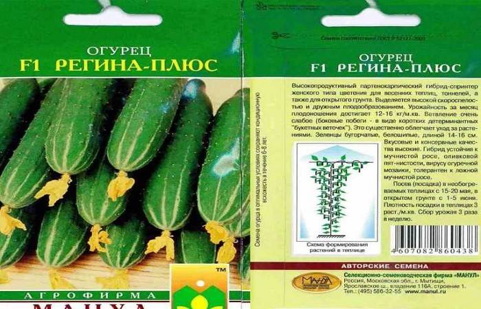 Описание сортов огурцов на букву ц