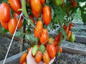 Описание сорта томата ниагара: урожайность, отзывы и условия выращивания