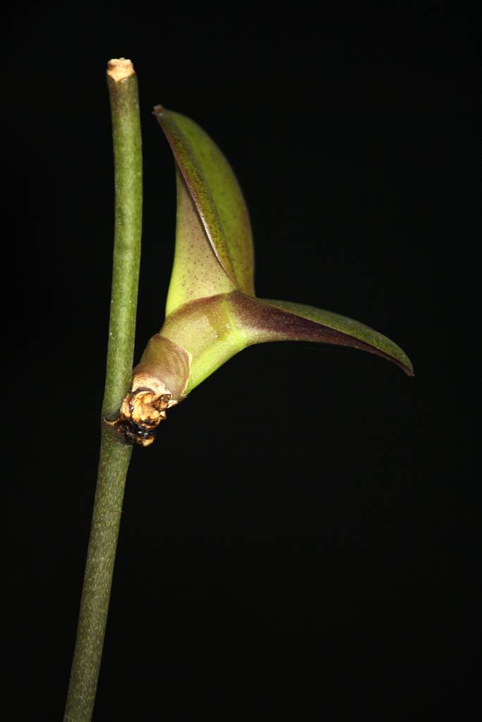 Основные причины болезней листьев орхидеи: когда отпали, пожелтели и другие примеры