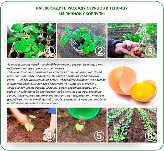 Правильное выращивание и уход за кабачками в открытом грунте, как увеличить урожай