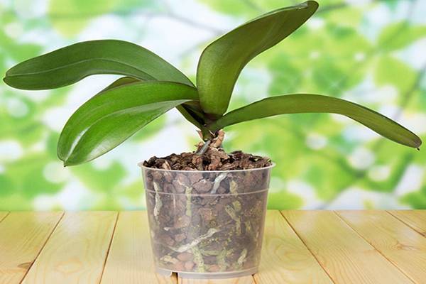 Субстрат для орхидеи - какой лучше, как приготовить своими руками в домашних условиях