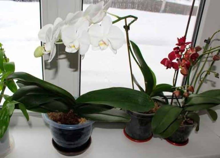 Почему у орхидеи желтеют листья. что делать и как помочь растению