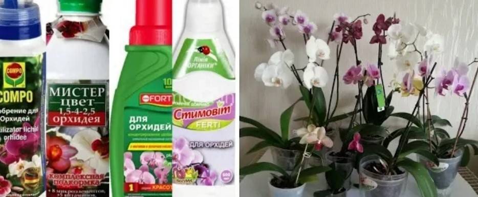 Удобрение для орхидей в домашних условиях