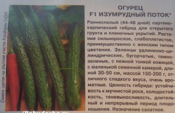 Огурцы изумрудный поток – описание сорта с фото, выращивание, отзывы о семенах, урожае