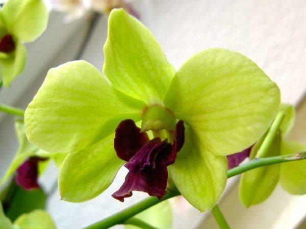 Редкие виды орхидей, различные сорта, цвета в мире, самая редкая, фото и видео от специалистов