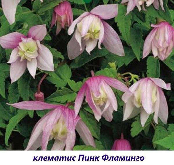 Клематис анна герман фото и описание