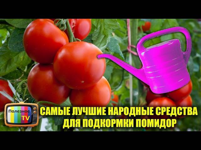 Еще не знаете, чем подкормить томаты во время плодоношения? раскрываем секреты сладких плодов и хороших урожаев!