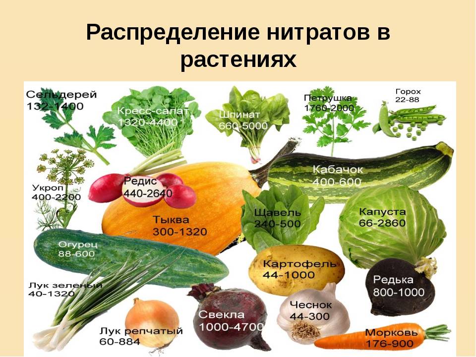 12 овощей и трав. Нитраты в овощах. Нитриты в овощах и фруктах. Нитраты и нитриты в овощах и фруктах. Нитраты в овощной продукции.