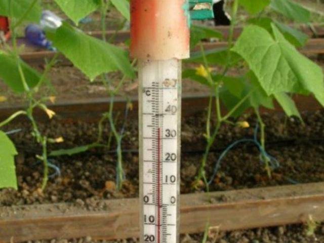 Какую температуру могут выдержать рассада помидор | вырасти сад!