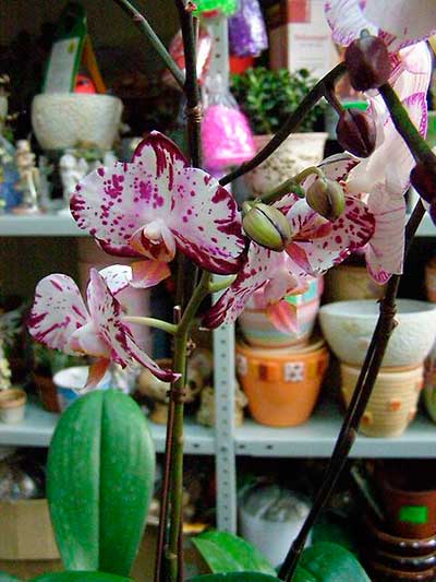 Тонкости ухода за орхидеей сразу после покупки
